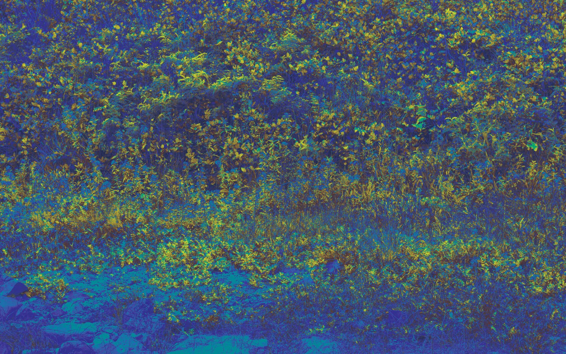 large header image of the artwork for the coffee Blue Honey, deep blue surrealist landscape with yellow and chartreuse foliage sprinkled throughout the scene
